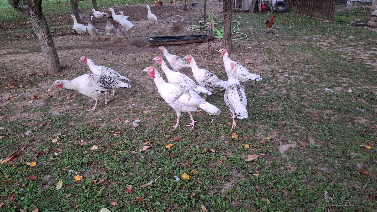 Morky Grolwické - 3