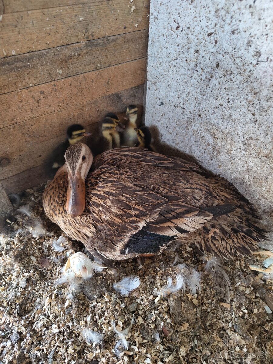 Predam Indických bežcov - 3