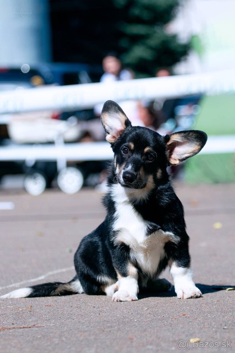 Welsh Corgi Pembroke z pp - 3