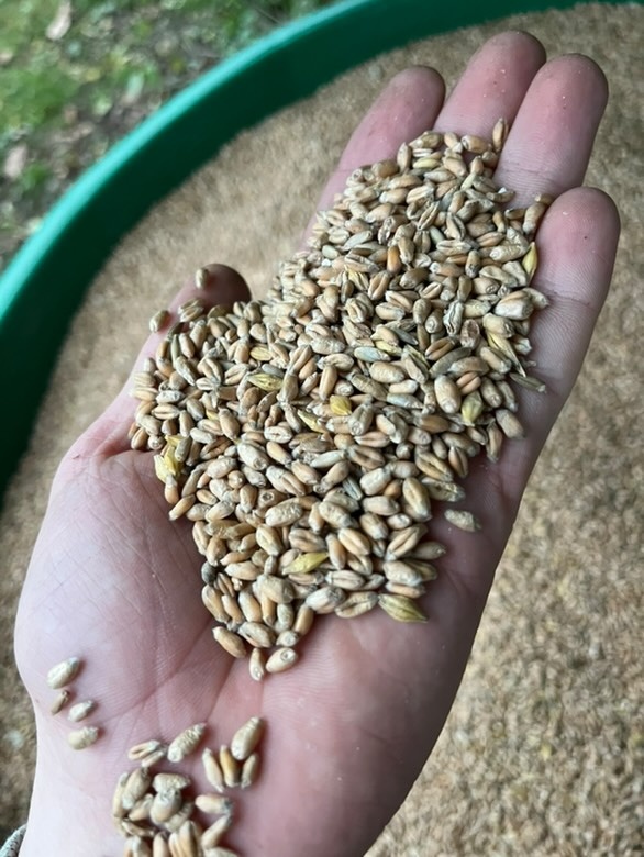 Žito (pšenica) - 3