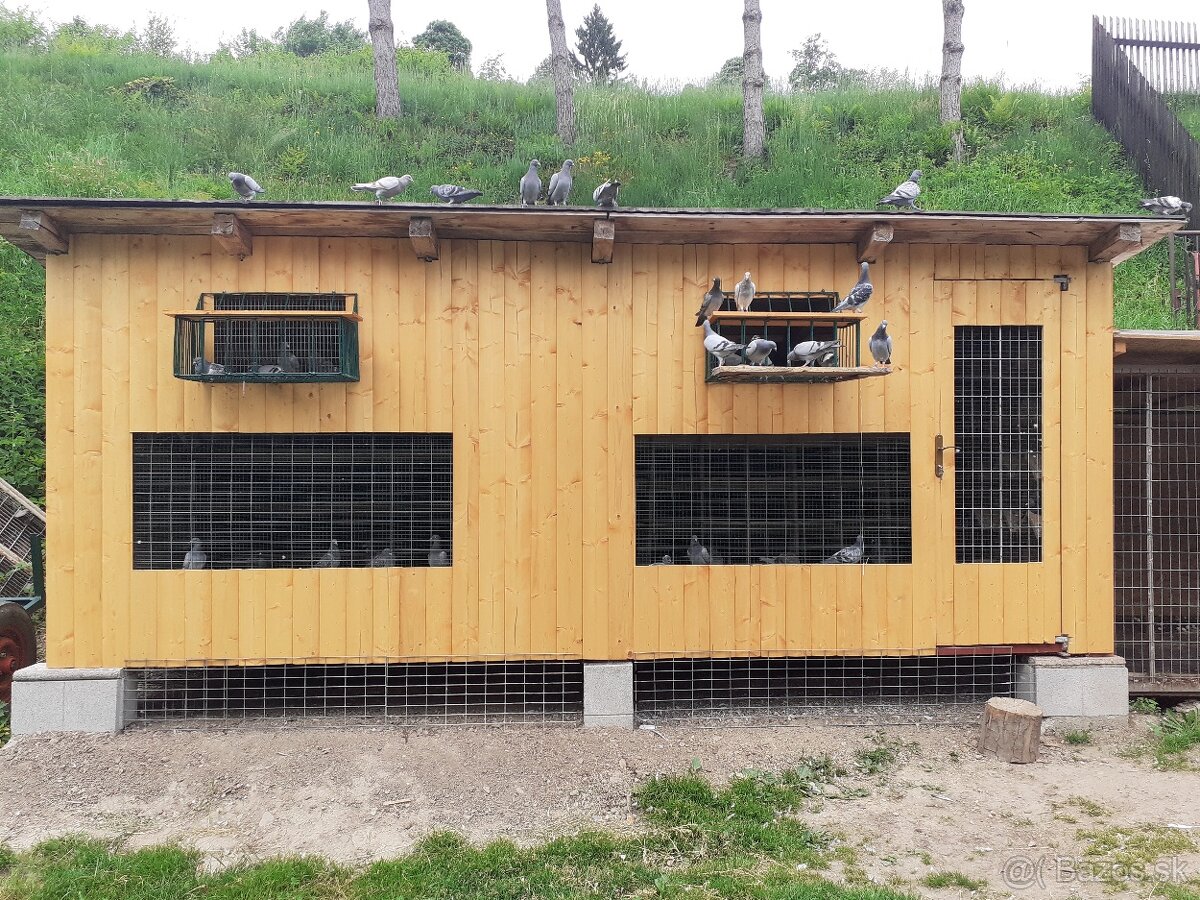 Poštové holuby - 3