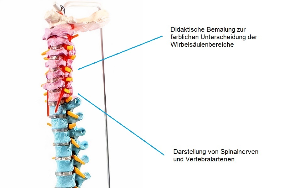 Model chrbtice s panvou Cranstein A-339 - 3