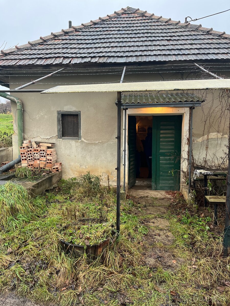 Vinica v obci Bátorove Kosihy - 3