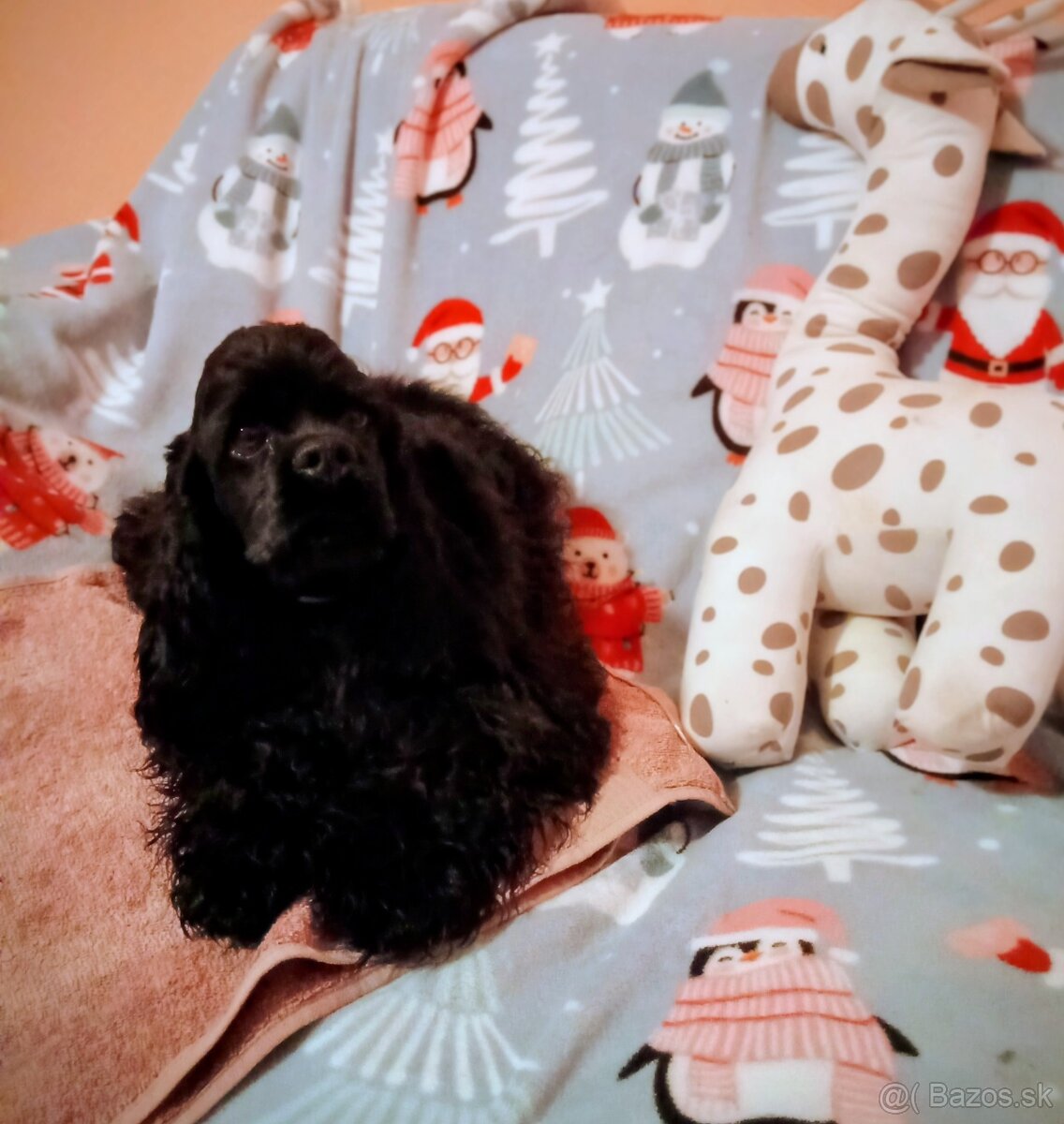 Americký kokeršpaniel/rodokmeňom fci - 3