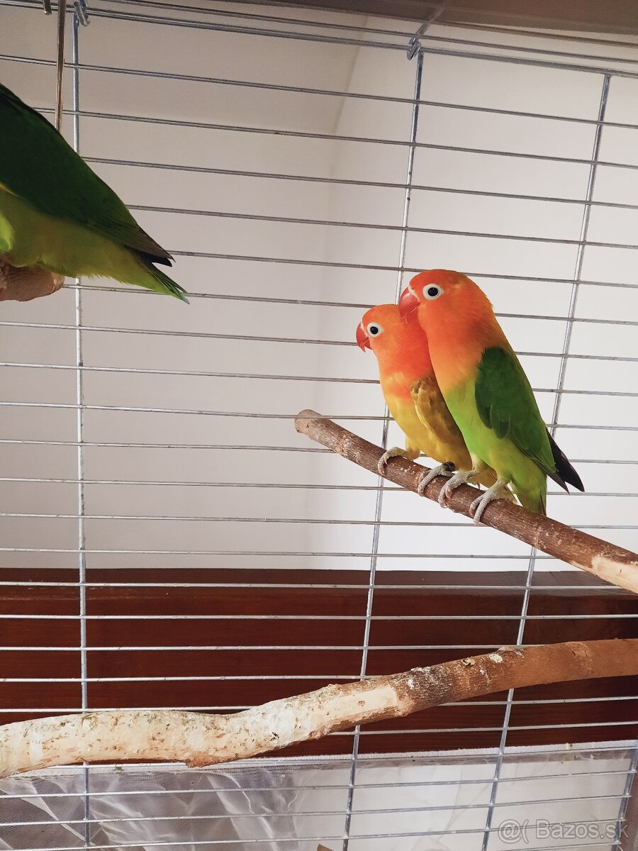 Agapornis fischer - 3