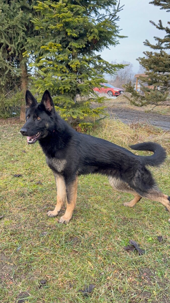 Nemecký ovčiak - 3