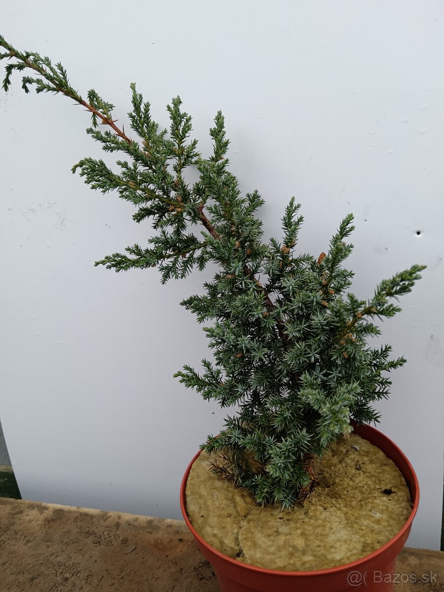 Predám prebytky rastlín borievka blue alps - 3