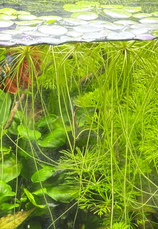 Limnobium laevigatum - 3