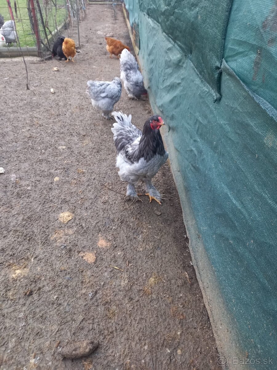 Predám kohútov - 3