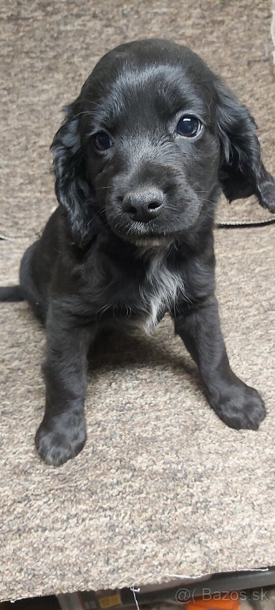 Anglický kokeršpaniel - 3