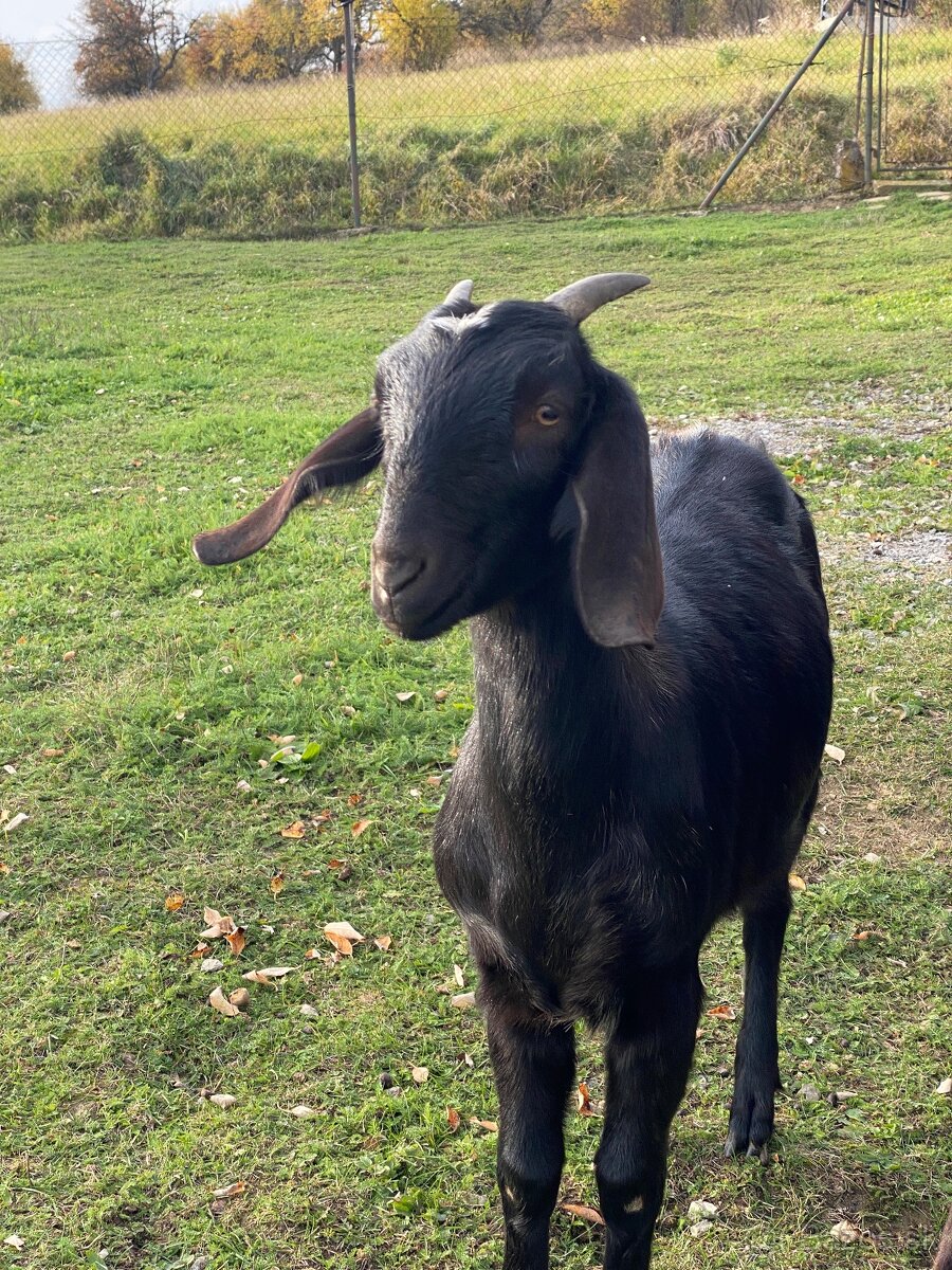 Anglonubijská koza - 3