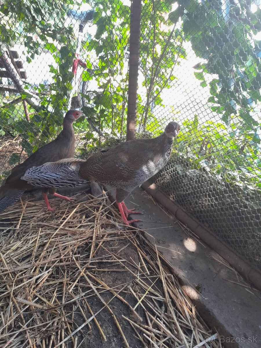 Bažant strieborný - 3