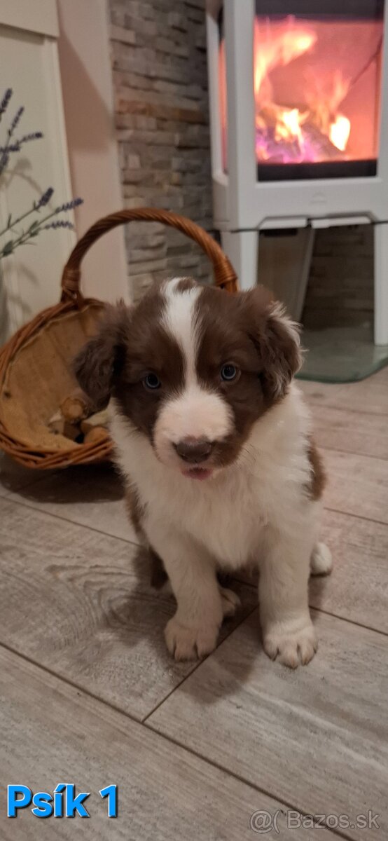 Borderská kólia, Border kólia bez PP - 3