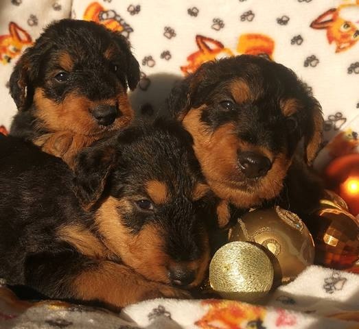 Airedale teriér / Erdelterier - šteniatka s PP - 3