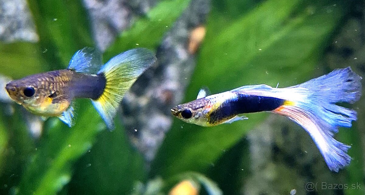 Predám rybky Gupka Yellow mix - 3