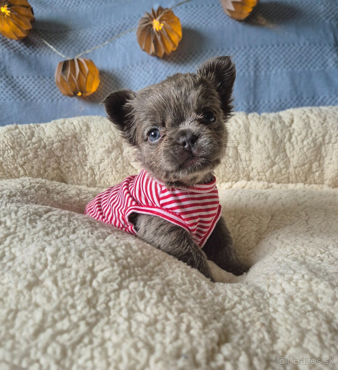 Francúzsky buldoček s PP fluffy - 3