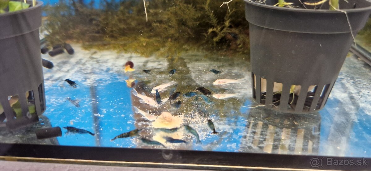 Krevety Red Cherry, Blue Dream - 3