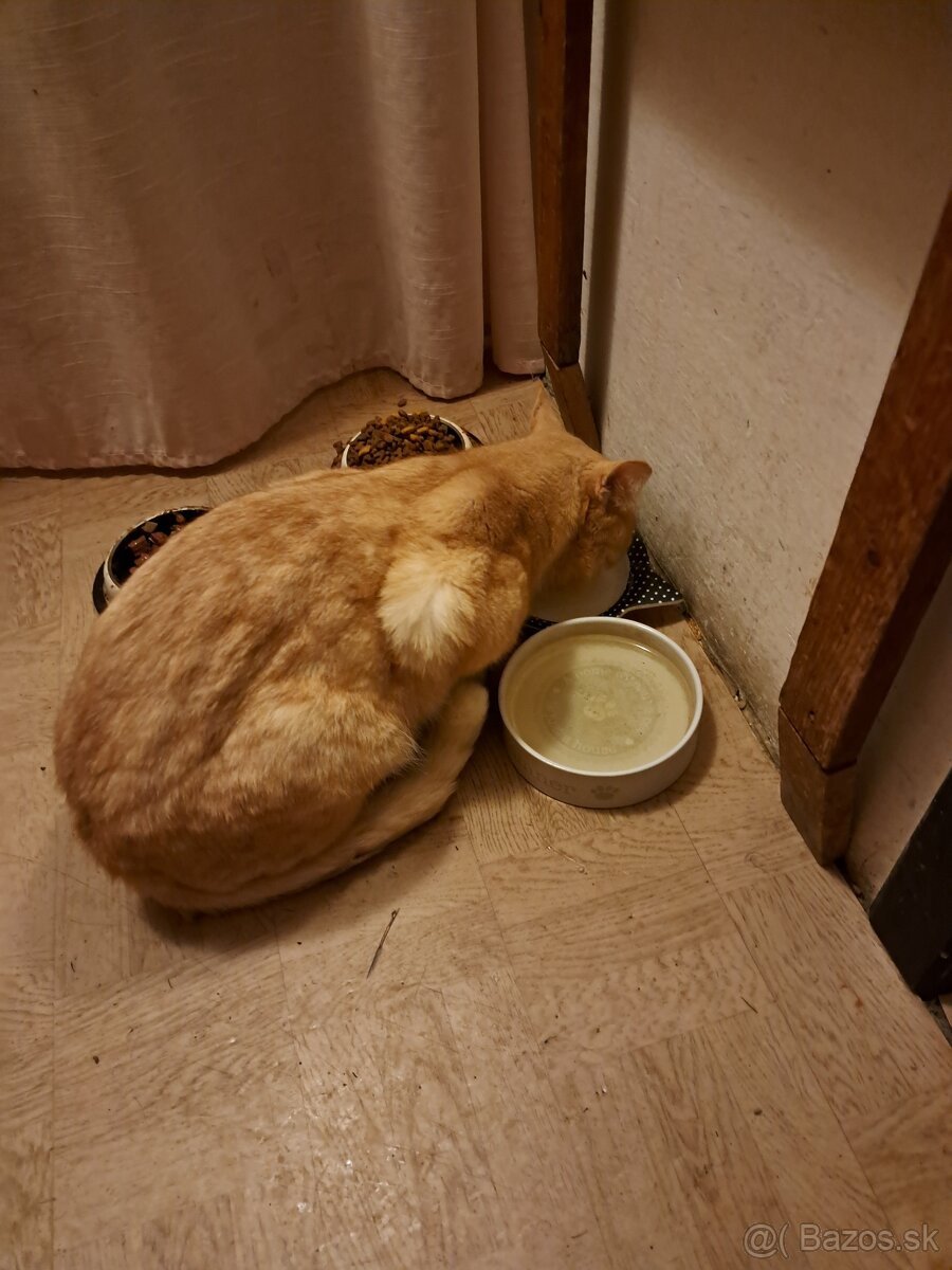 Darujem kocurika - 3