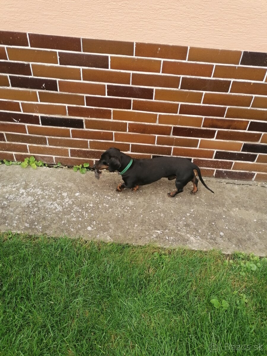 Krytie jazvečíka - 3