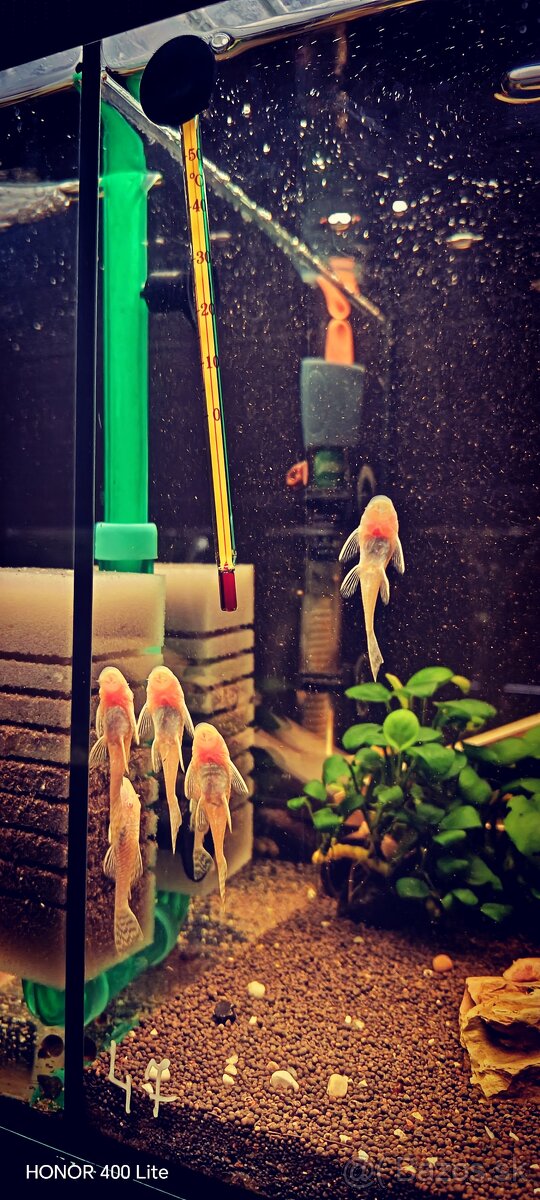 Ancitrus,gold Albino - 3