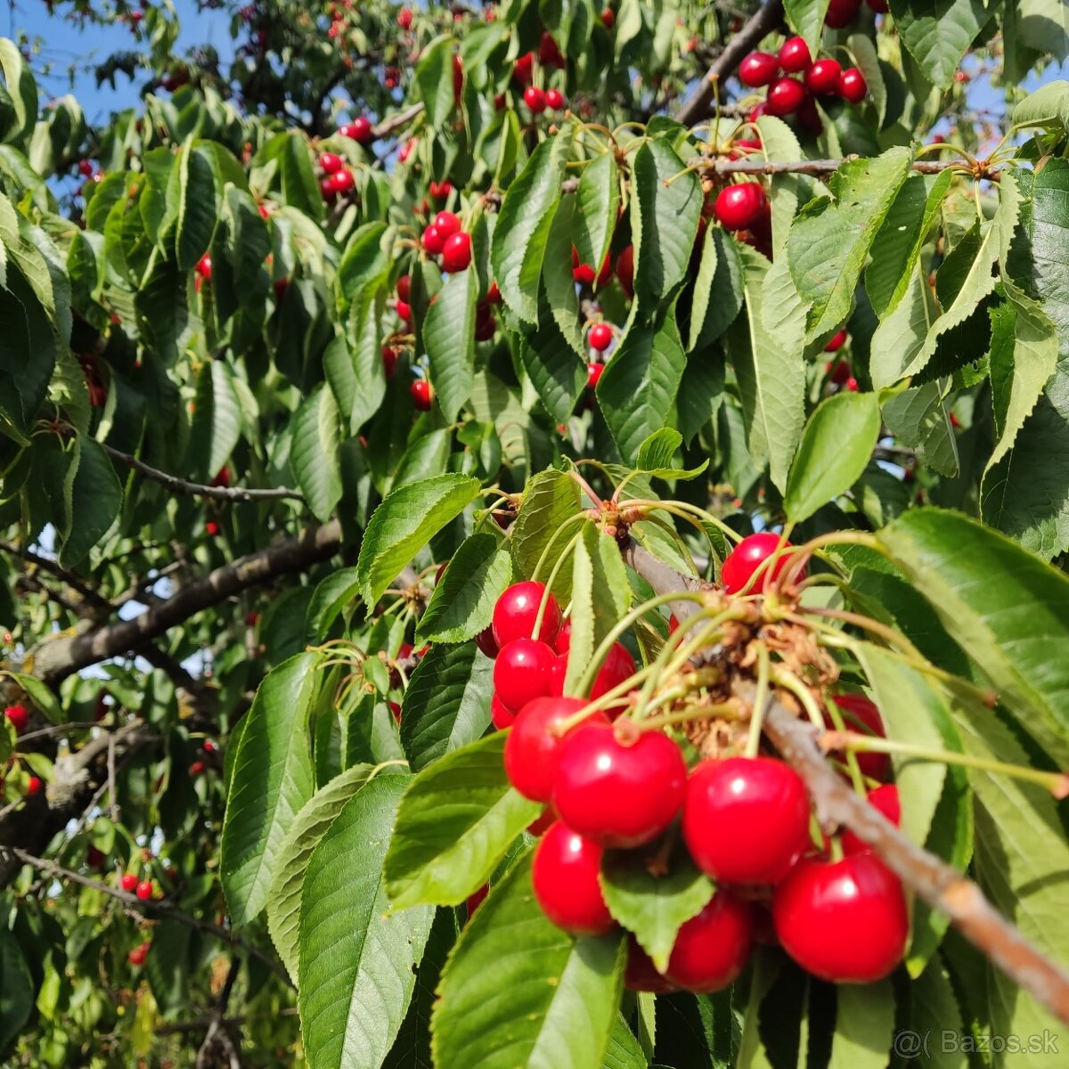 🍒🍒čerešne 🍒🍒 - 3