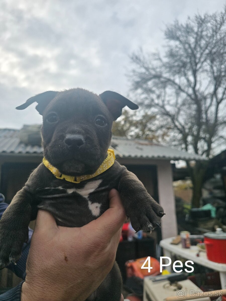 American bully pocket - 3