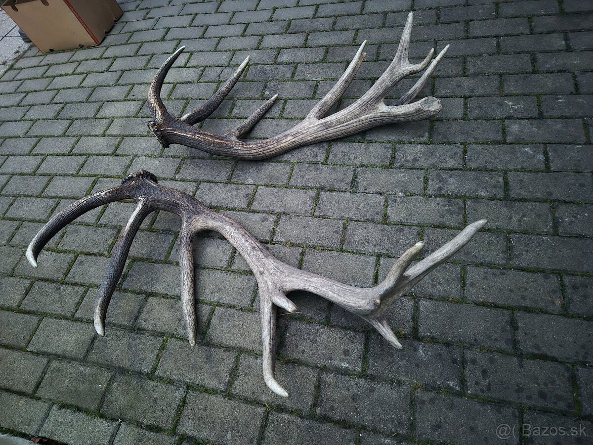 Trofej trofeje paroh parohy parozie zhody - 3