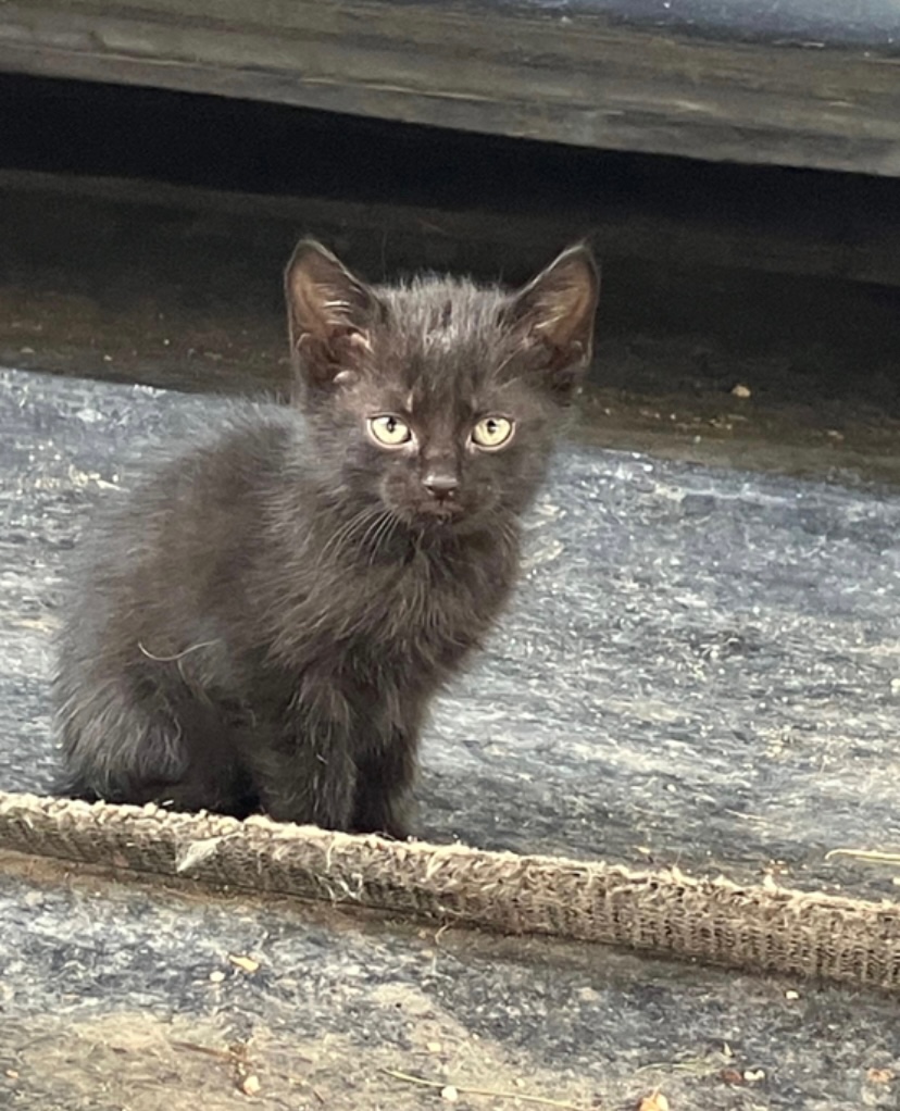 Darujem mačičky - 3