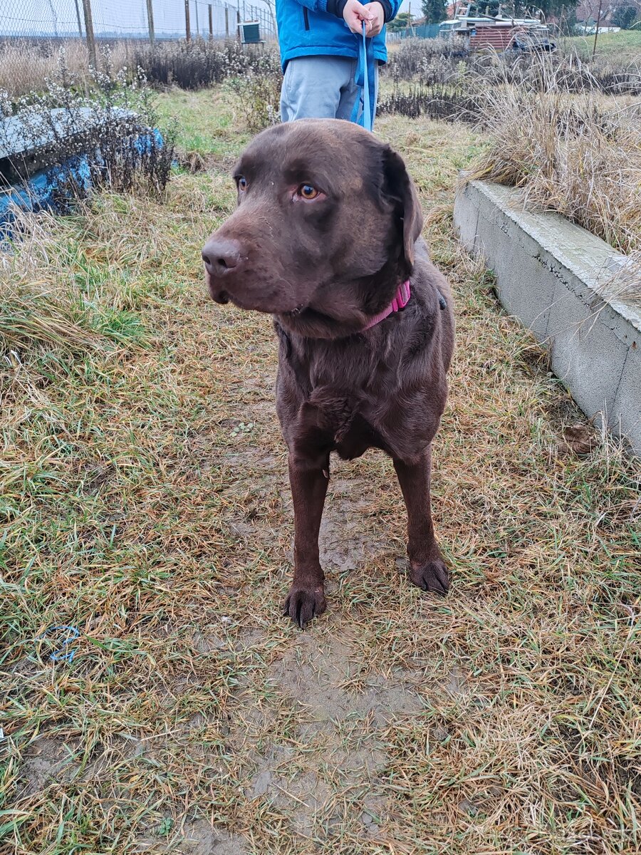 Darujem labradora - 3