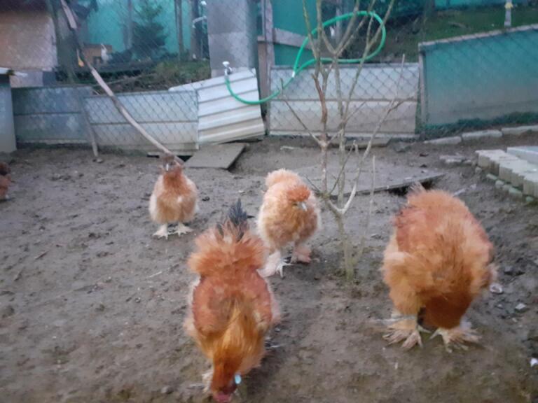 Predám HODVABNIČKY - 3