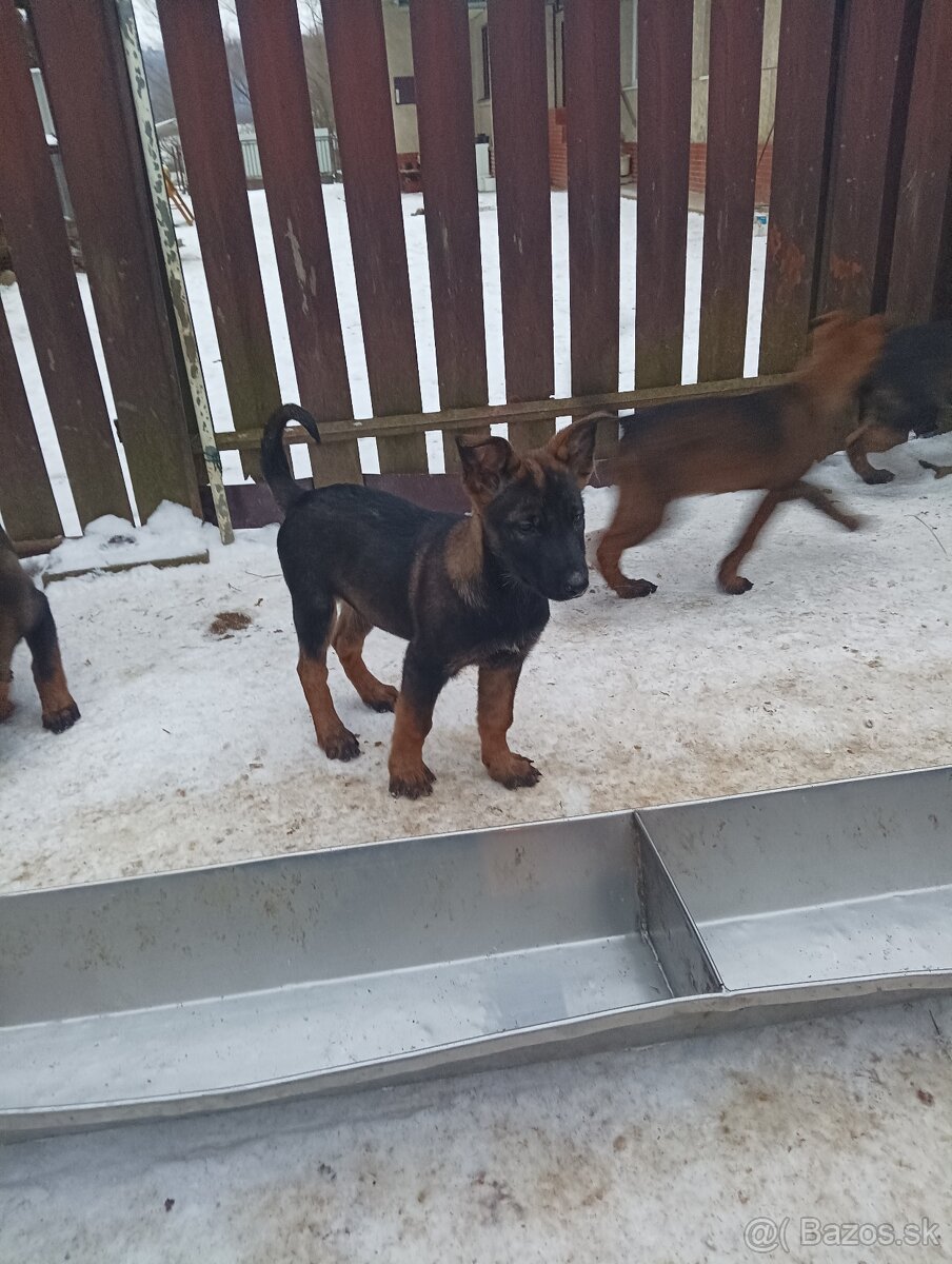 Steniatko nemecký ovčiak - 3