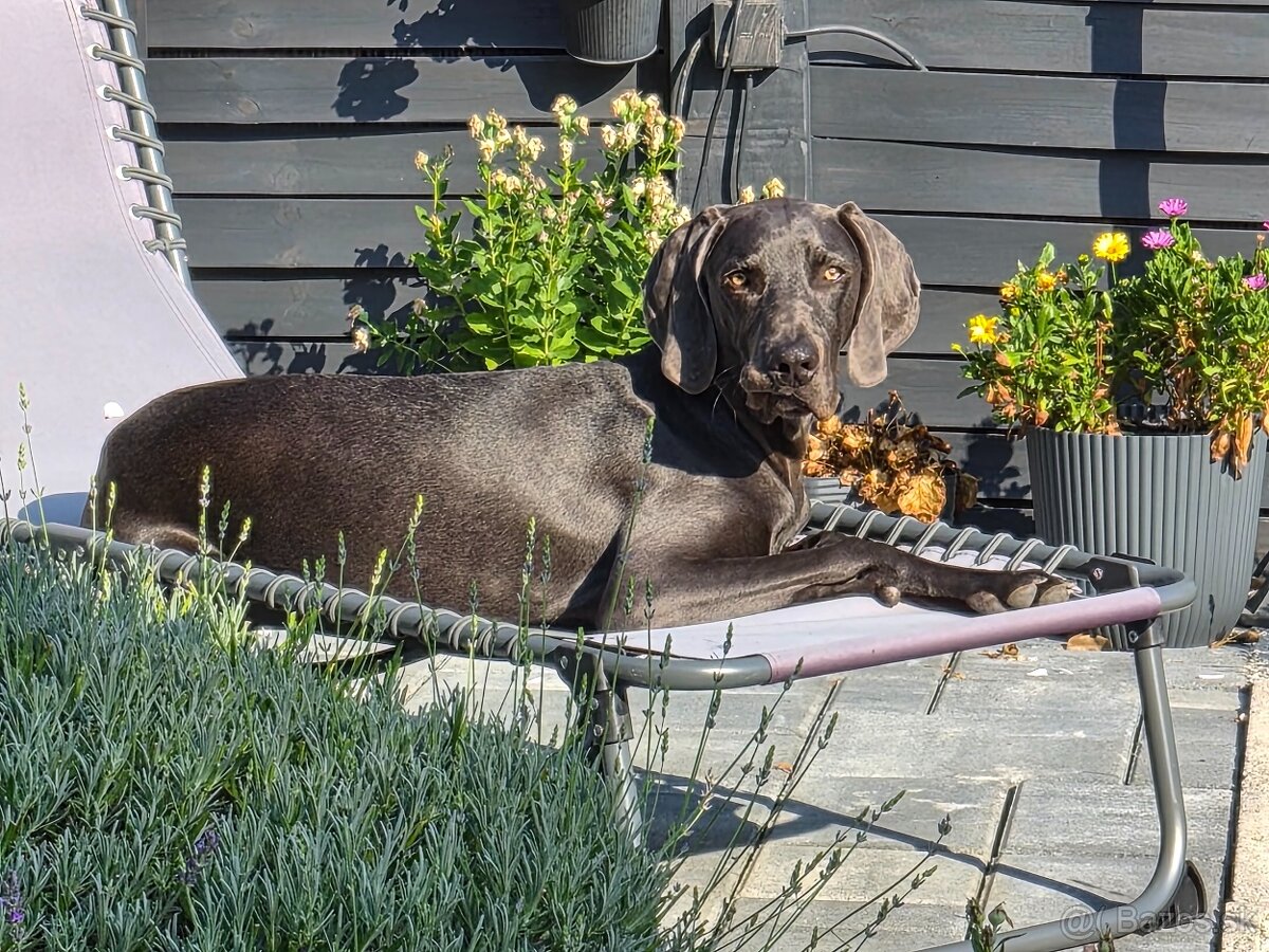 Weimarsky stavac. - 3