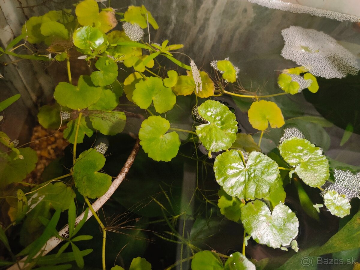 RASTLINY Z AKVARIA14 - 3