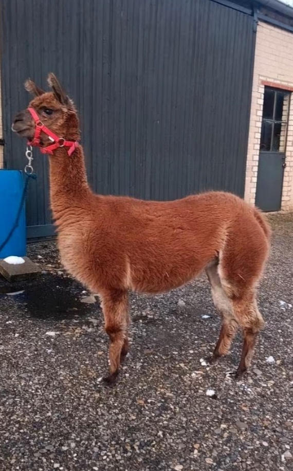 Alpaka -samica - 3