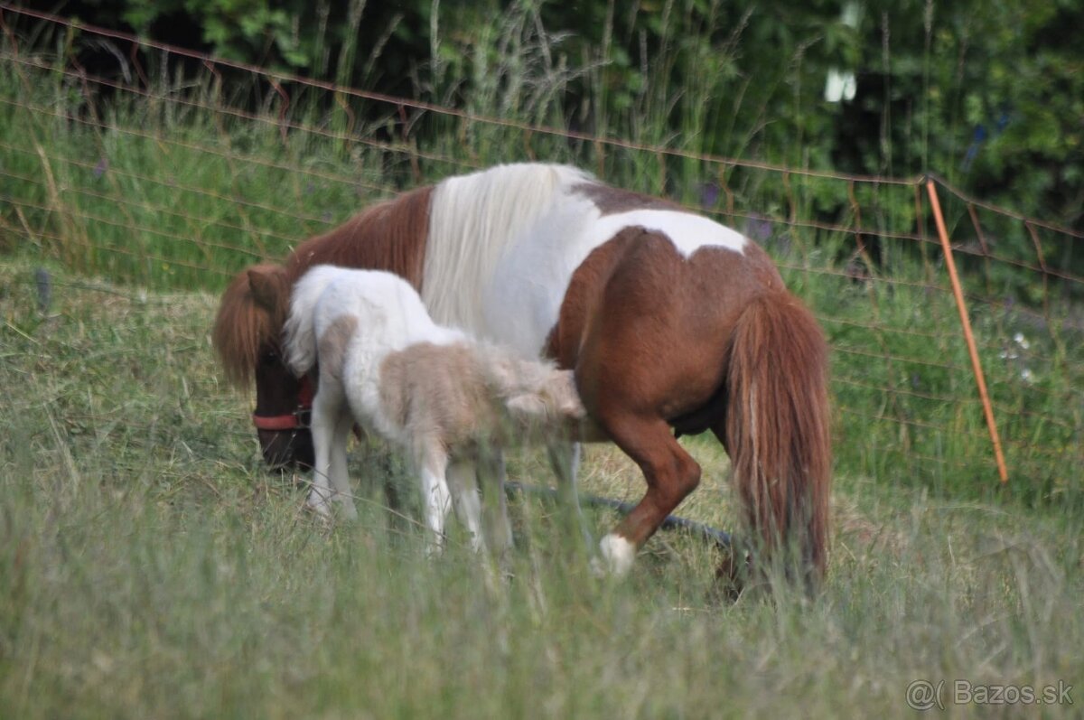 Shetland pony s pp - 3