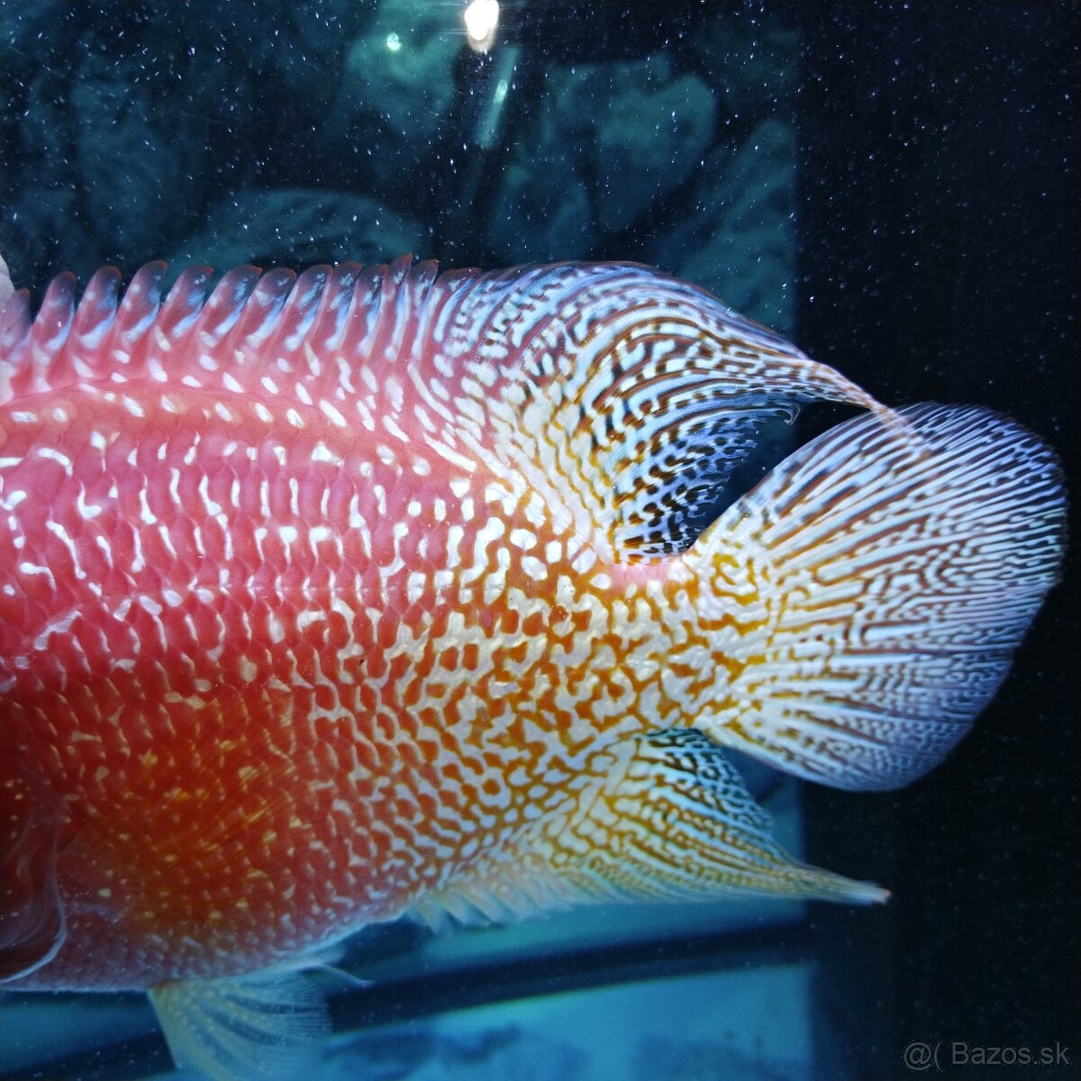 Flowerhorn pár - 3