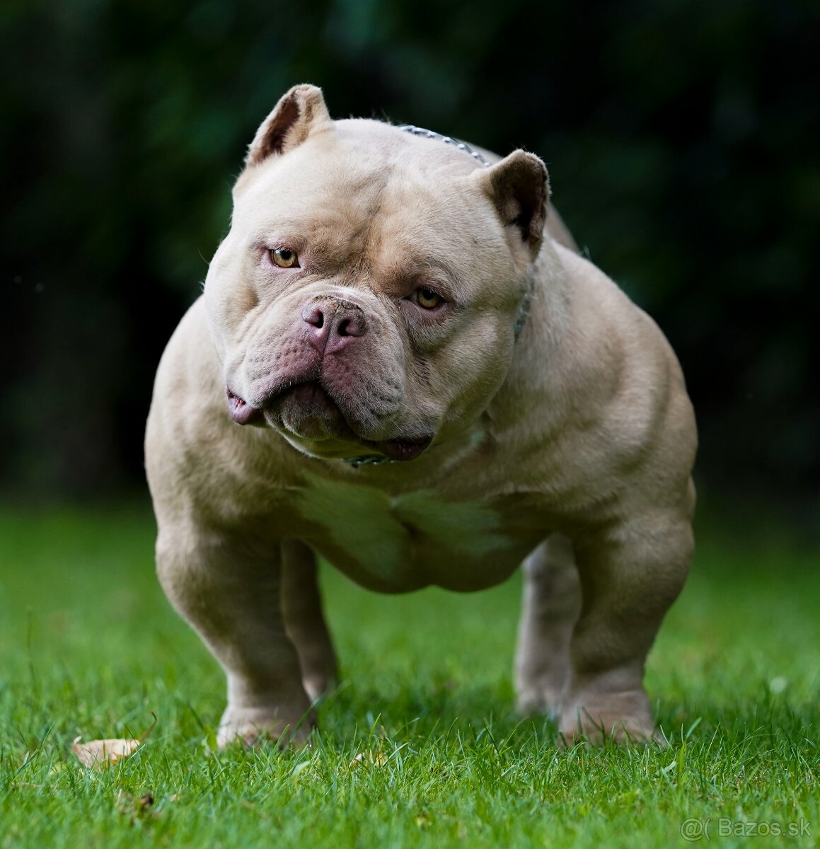 American Bully - 3