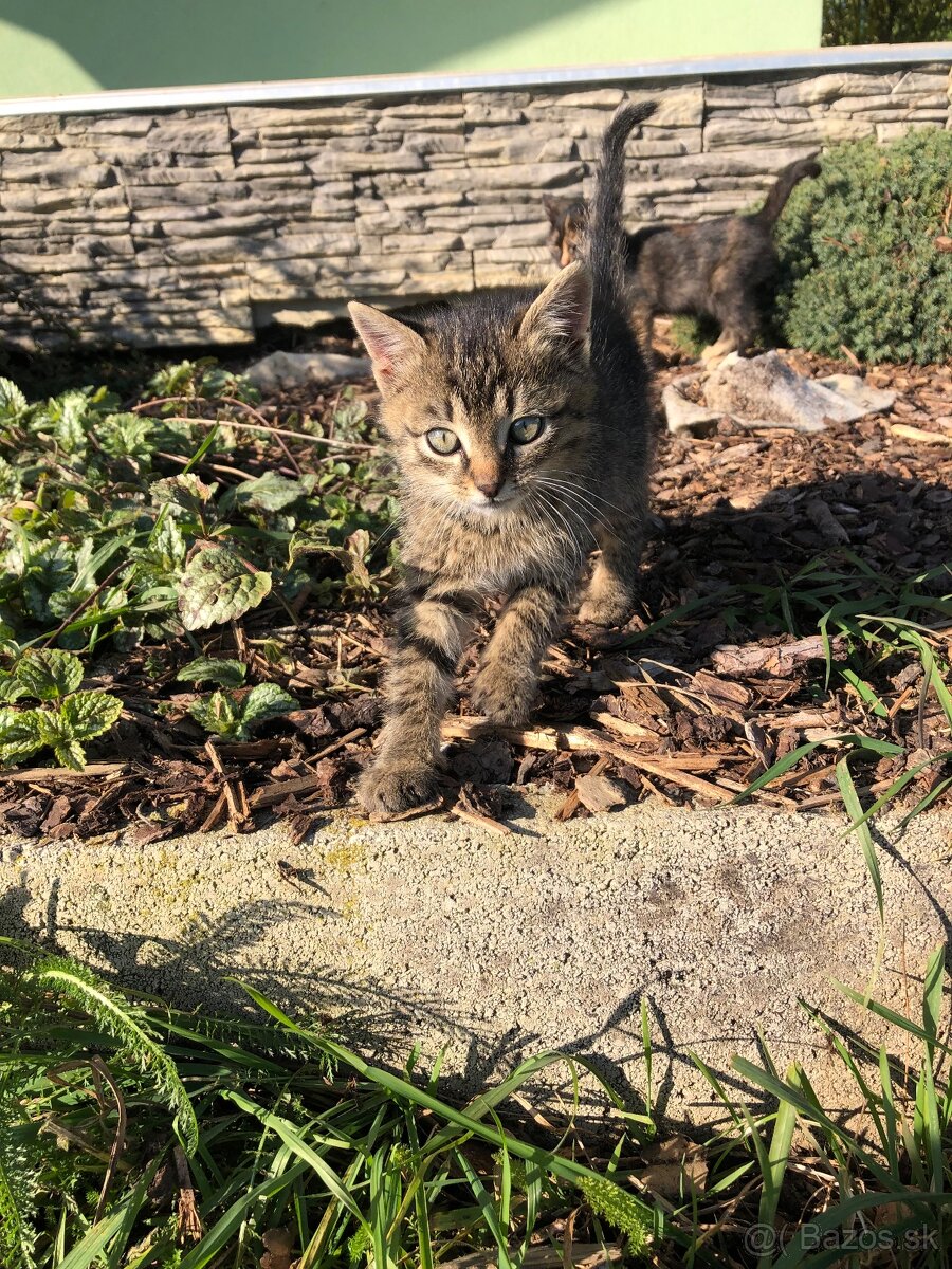 🐱 DARUJEM MAČIATKA 🐱 - 3