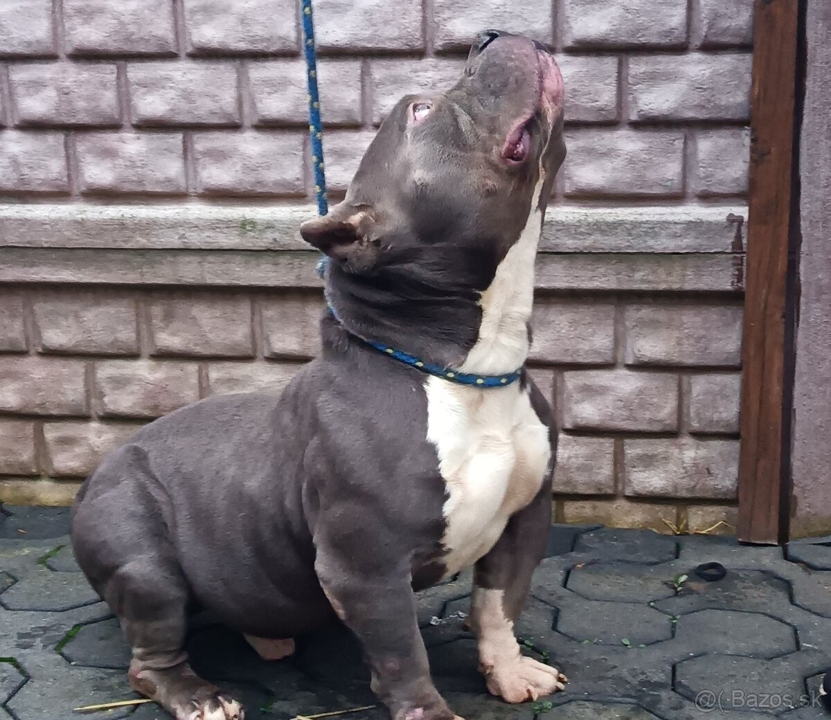 American bully pocket - 3
