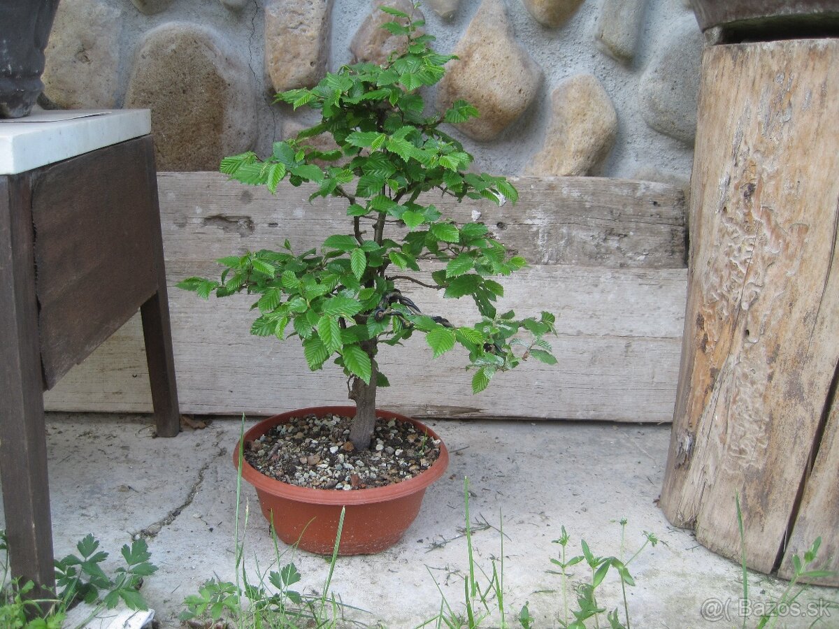 bonsai,bonsaj-hrab 8 - 3