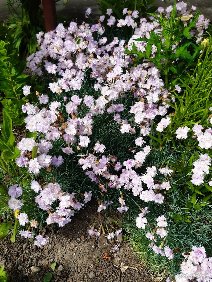 Klinček fialový voňavý - 3