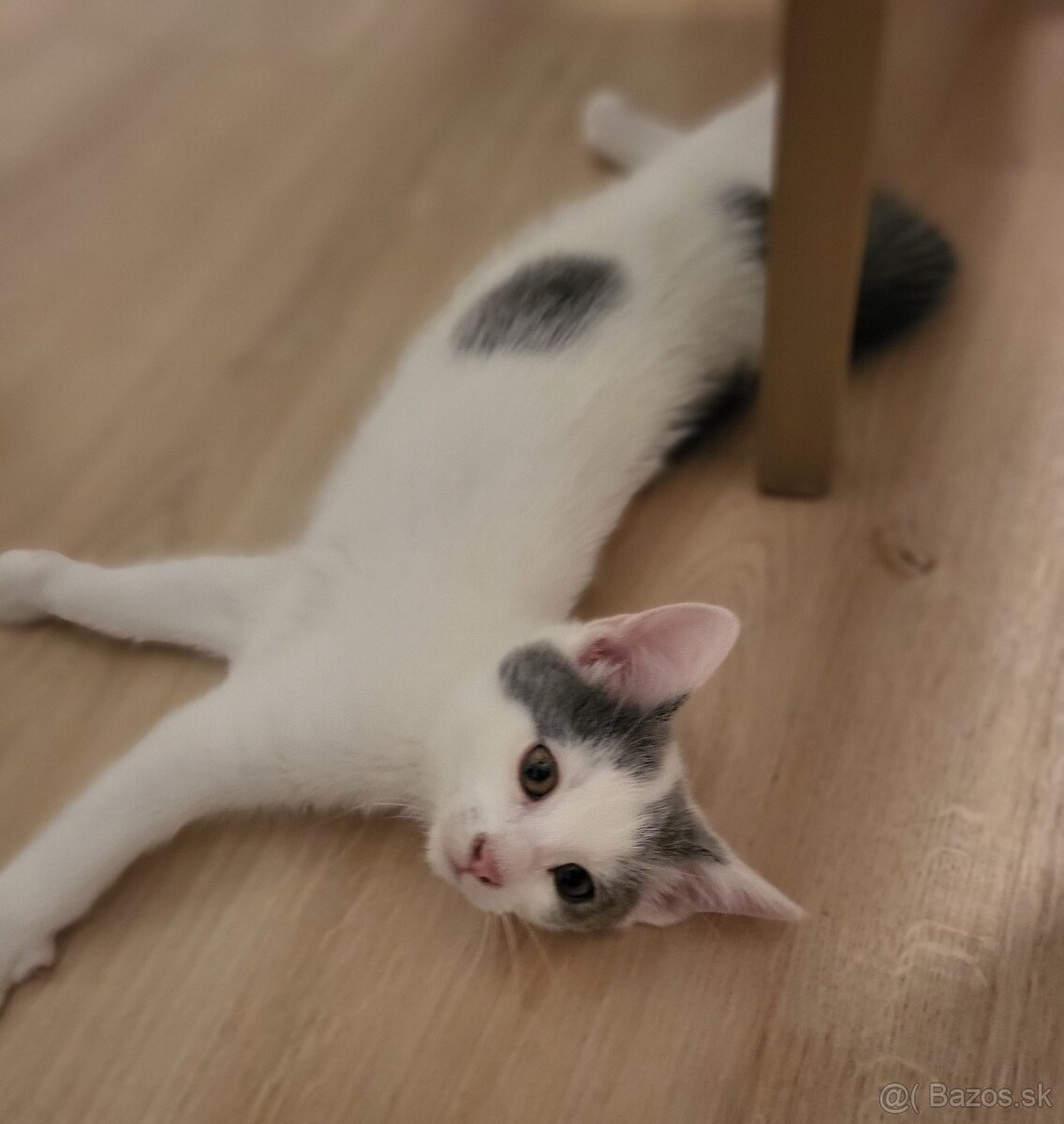 Darujem maciatko - 3