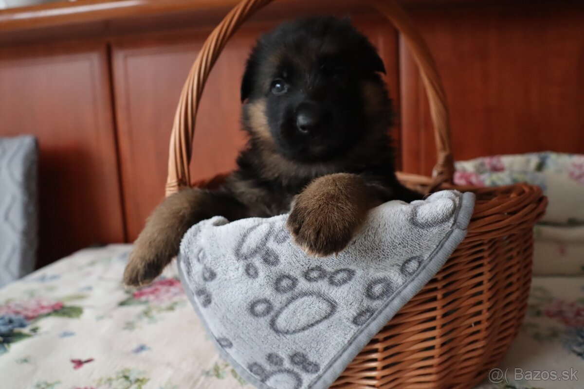 NĚMECKÝ OVČÁK S PP - 3