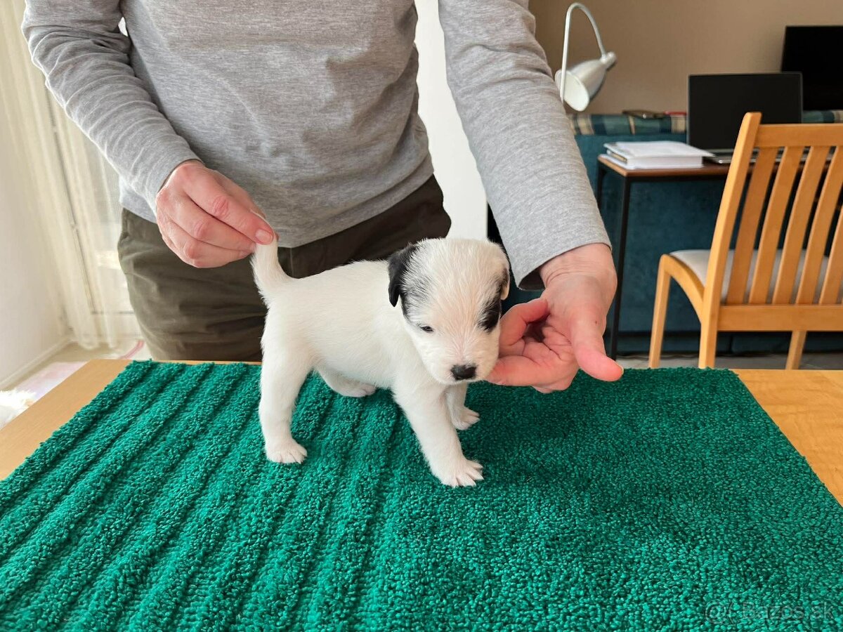 Parson russell terier - 3