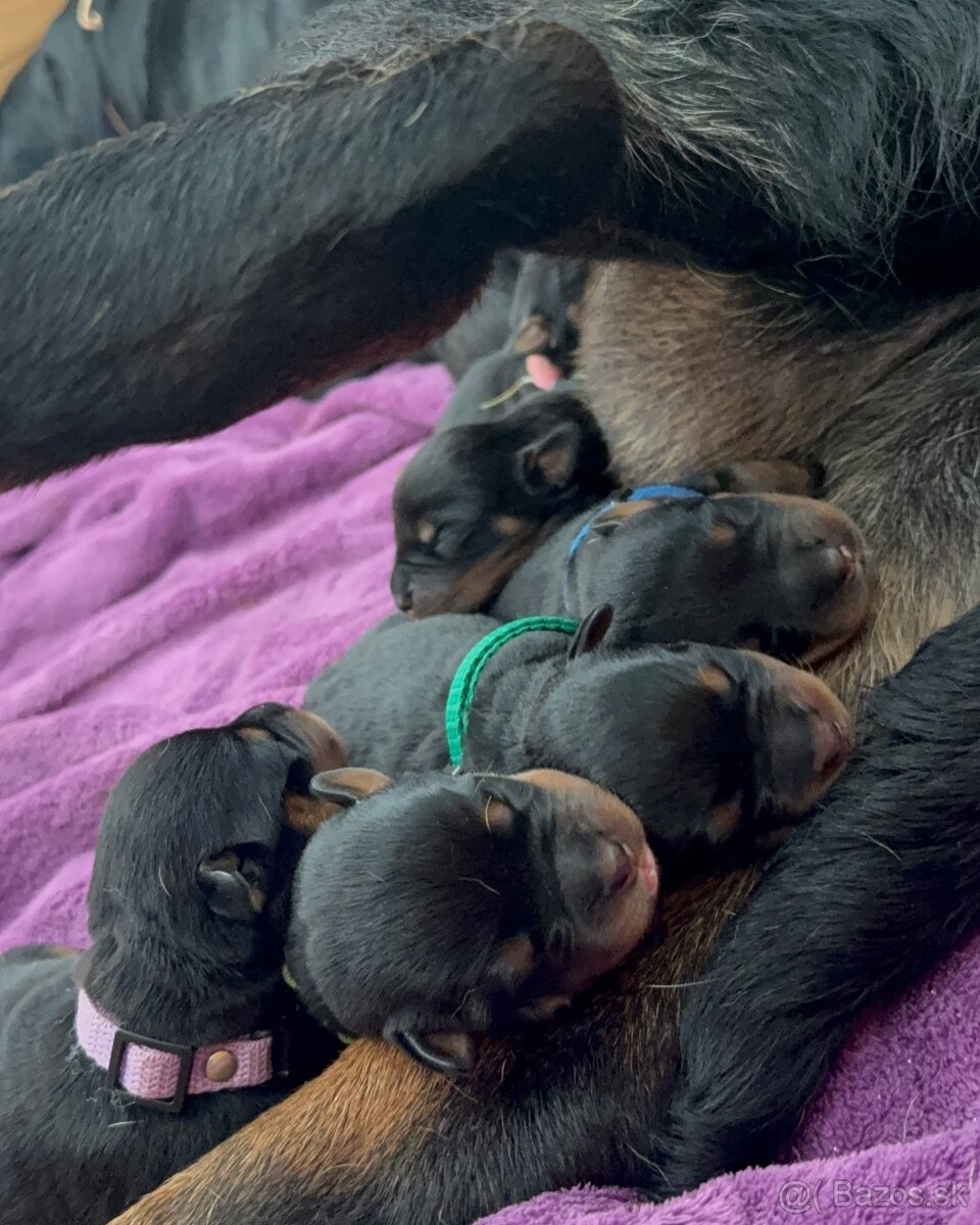 Štěniatka rotvajler s PP - Rottweiler štěniatko - 3