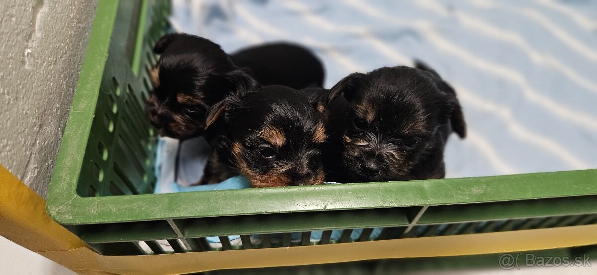 Predám šteniatka Yorkshire teriera - 3