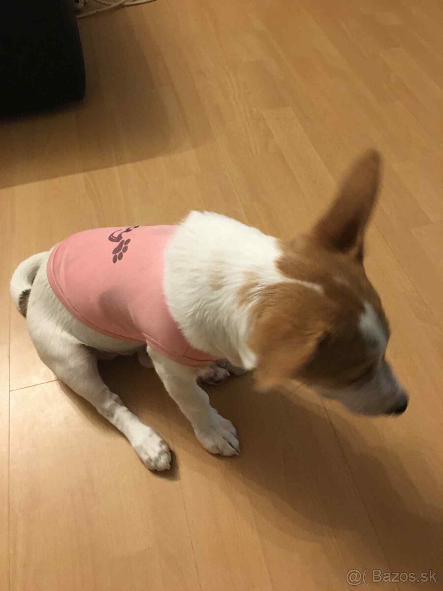 Darujem Jack Russel - 3