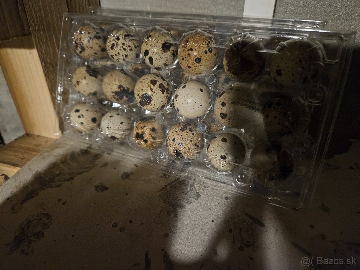 Prepelice a nasadove vajicka - 3