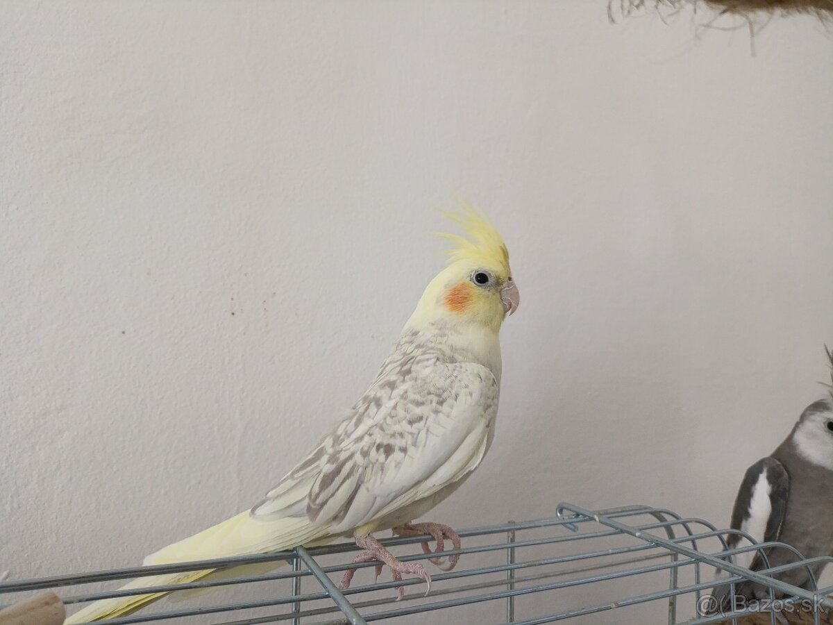 Predám papagáje, samec aj samica - 3