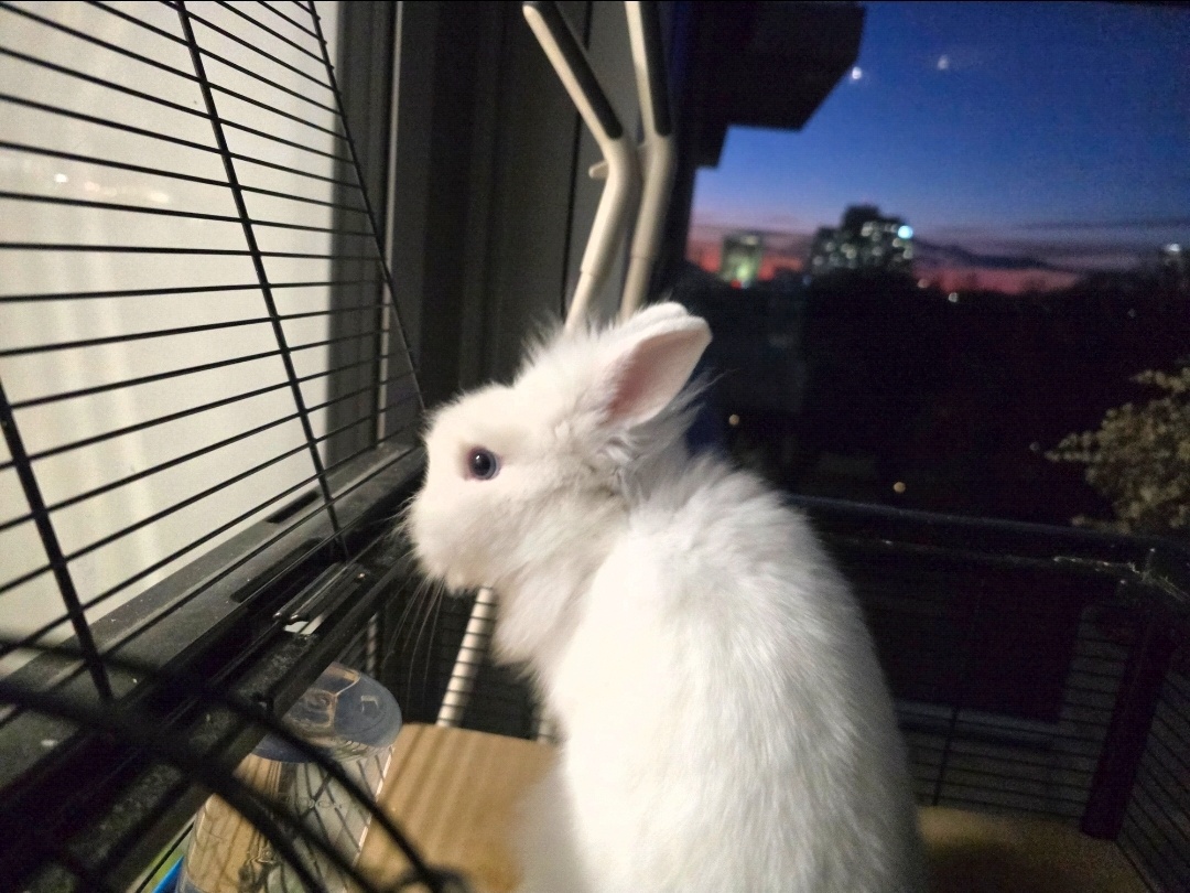 Predam zajačika - 3